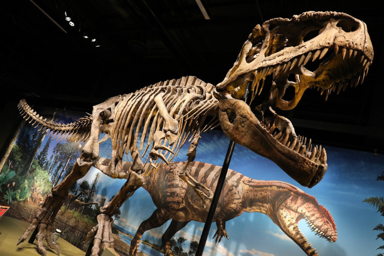 Explore Denver Museum of Nature & Science with Bla Bla City Tours